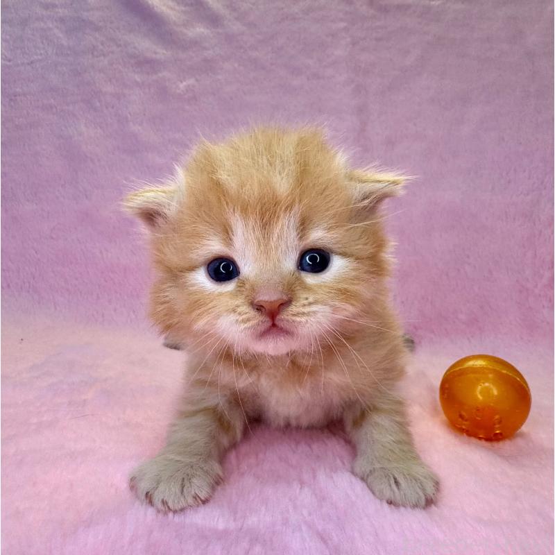 販売中の千葉県のサイベリアン-140005の2枚目