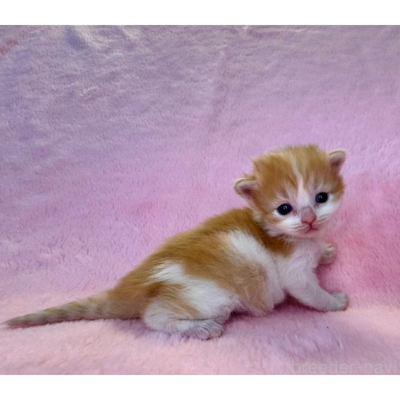 販売中の千葉県のサイベリアン-140006の4枚目