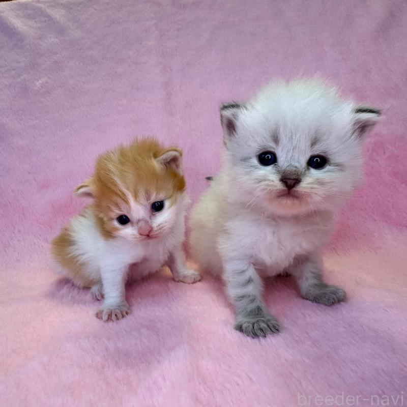 販売中の千葉県のサイベリアン-140006の2枚目