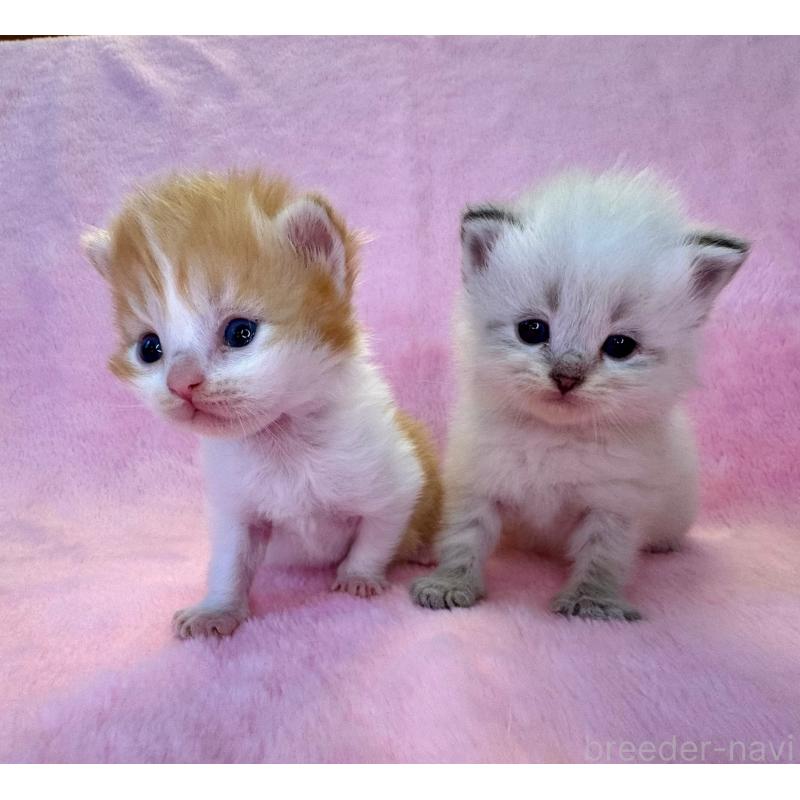 販売中の千葉県のサイベリアン-140007の2枚目