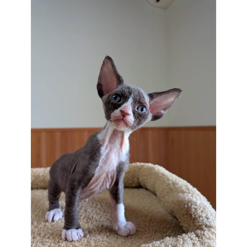 販売中の岐阜県のスフィンクス-139891の16枚目