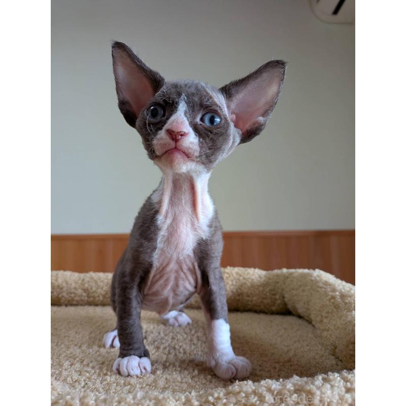 販売中の岐阜県のスフィンクス-139891の15枚目