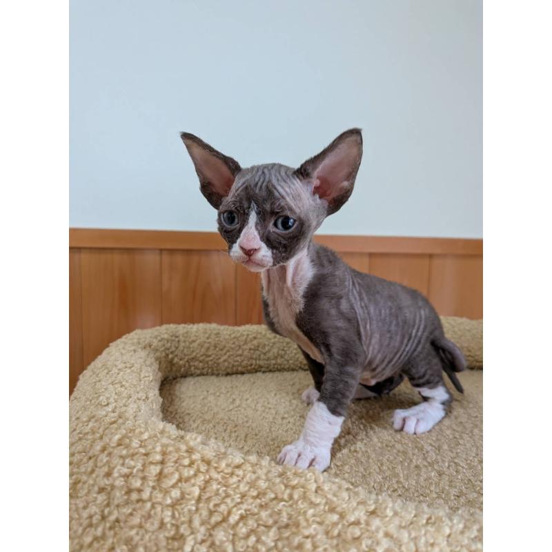 販売中の岐阜県のスフィンクス-139891の14枚目