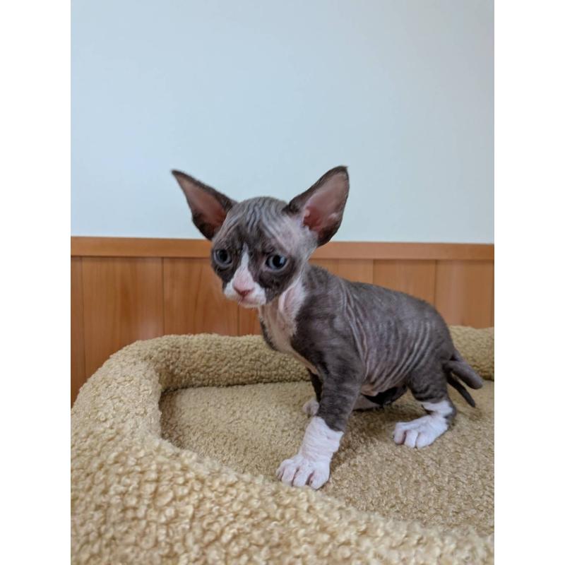 販売中の岐阜県のスフィンクス-139891の13枚目