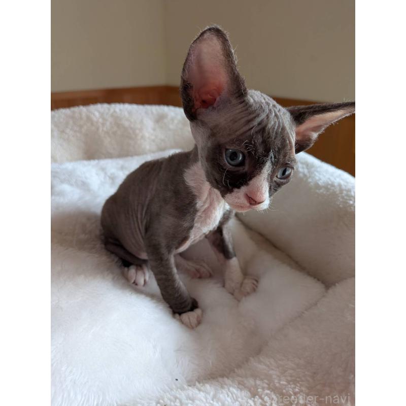 販売中の岐阜県のスフィンクス-139891の12枚目