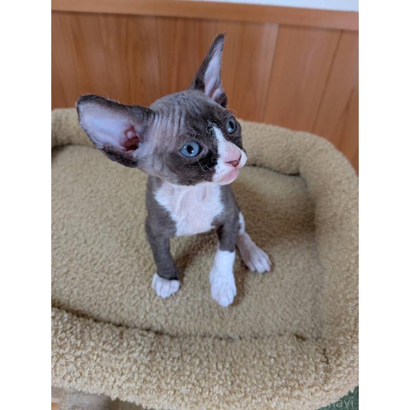 販売中の岐阜県のスフィンクス-139891の11枚目