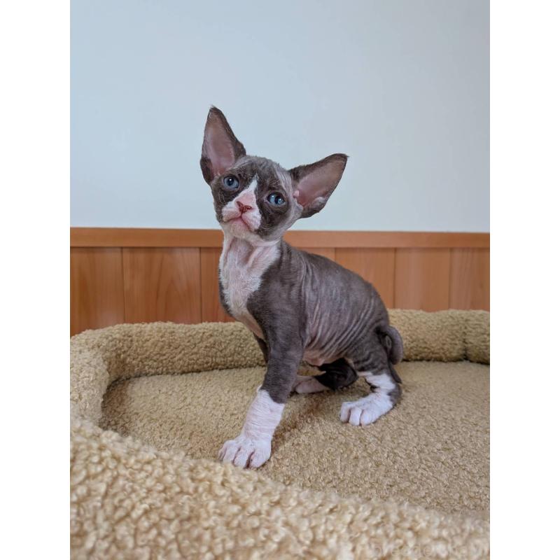 販売中の岐阜県のスフィンクス-139891の10枚目