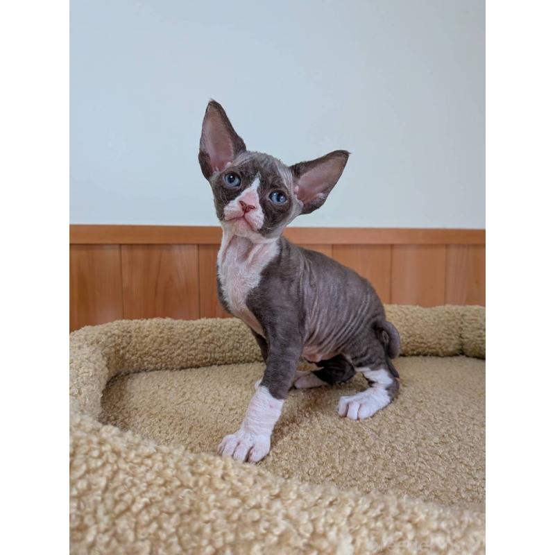 販売中の岐阜県のスフィンクス-139891の7枚目