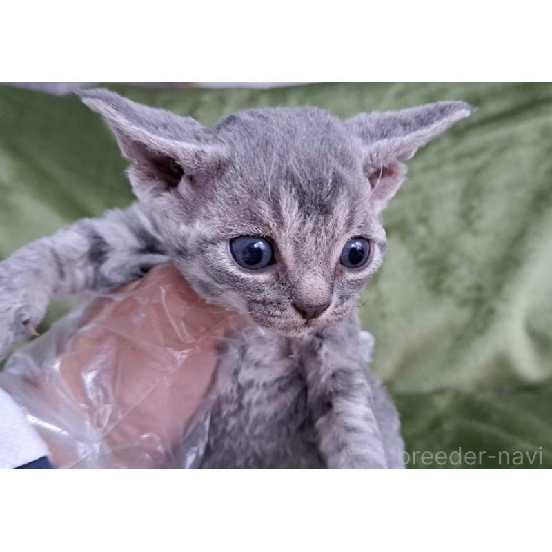 販売中の山梨県のデボンレックス-139890の30枚目