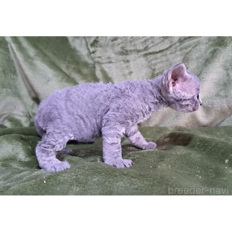 販売中の山梨県のデボンレックス-139890の28枚目