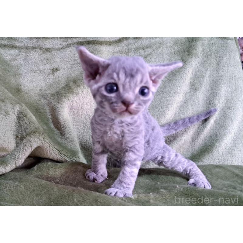 販売中の山梨県のデボンレックス-139890の27枚目