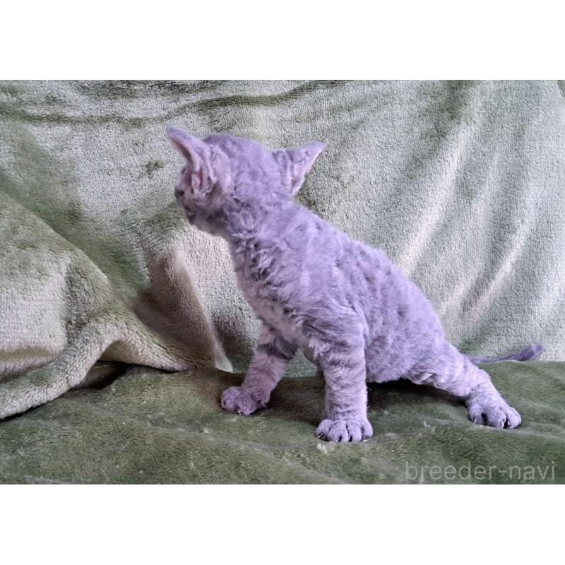 販売中の山梨県のデボンレックス-139890の26枚目