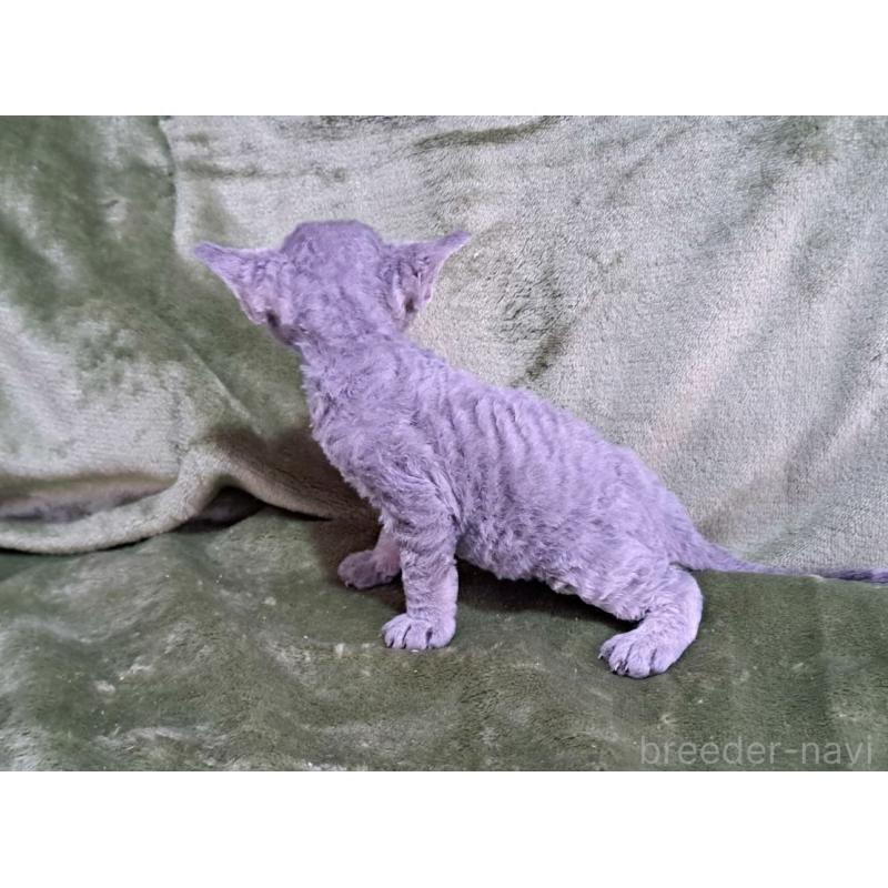 販売中の山梨県のデボンレックス-139890の25枚目