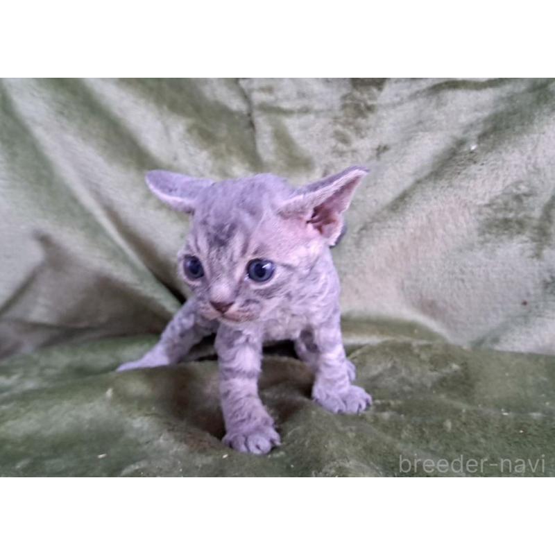 販売中の山梨県のデボンレックス-139890の24枚目