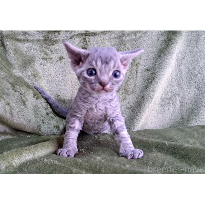 販売中の山梨県のデボンレックス-139890の23枚目