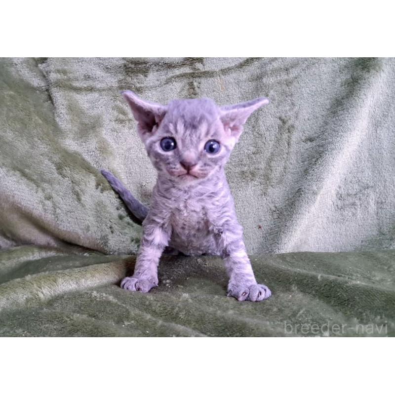 販売中の山梨県のデボンレックス-139890の22枚目