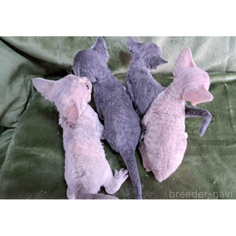 販売中の山梨県のデボンレックス-139890の21枚目