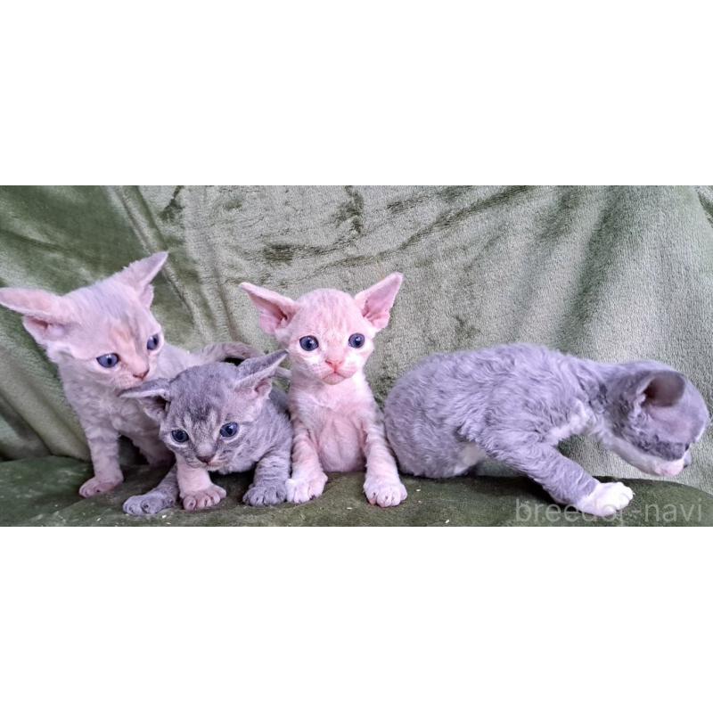 販売中の山梨県のデボンレックス-139890の17枚目