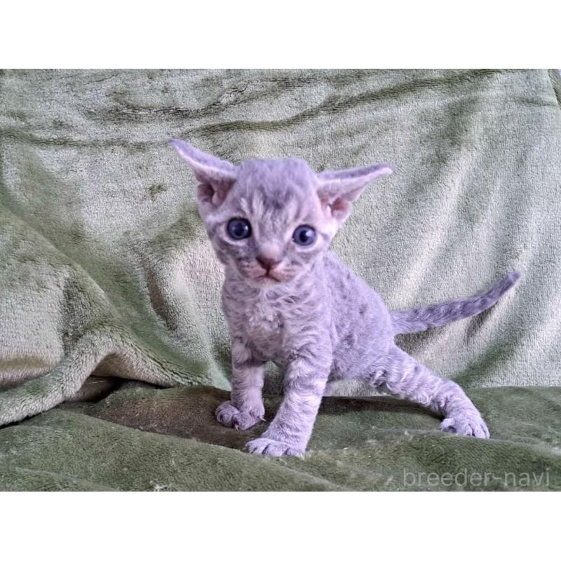 販売中の山梨県のデボンレックス-139890の16枚目