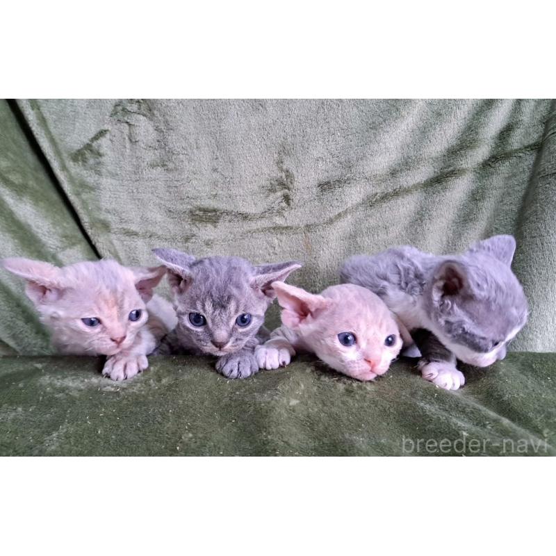 販売中の山梨県のデボンレックス-139890の13枚目