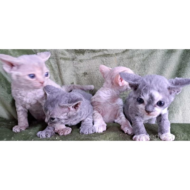 販売中の山梨県のデボンレックス-139890の9枚目