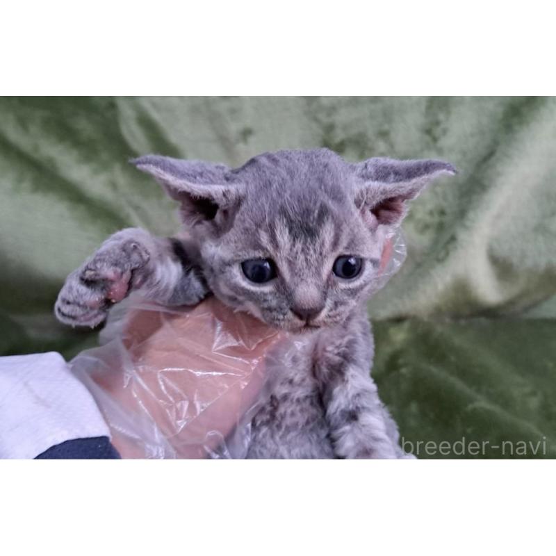 販売中の山梨県のデボンレックス-139890の6枚目