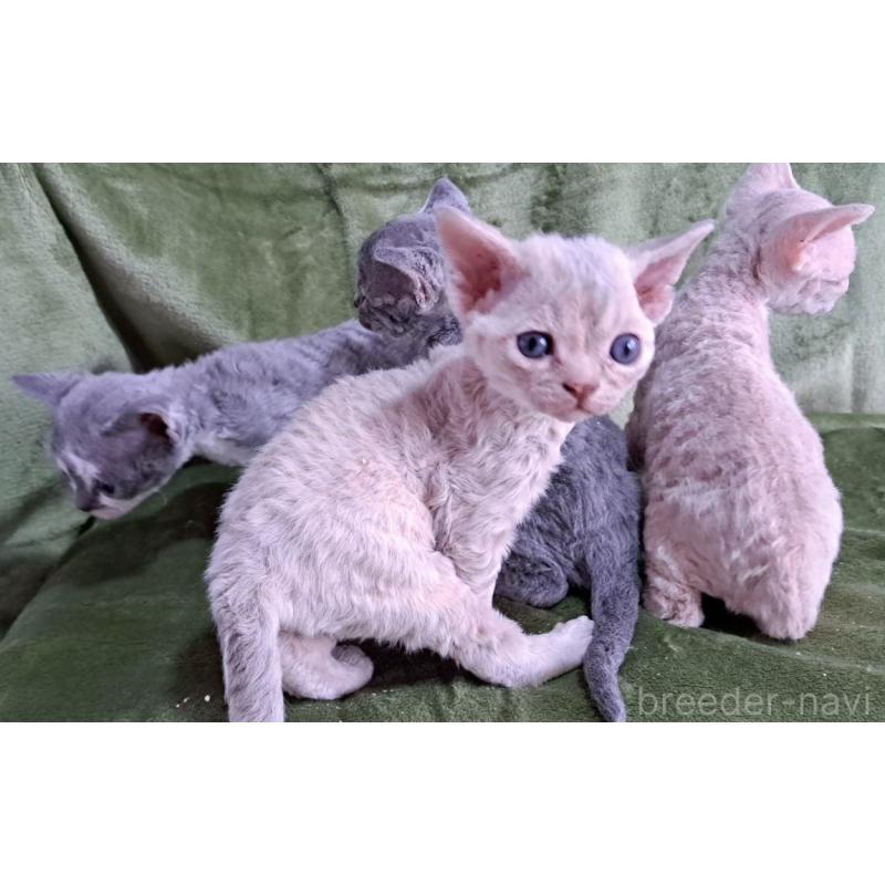 販売中の山梨県のデボンレックス-139890の2枚目