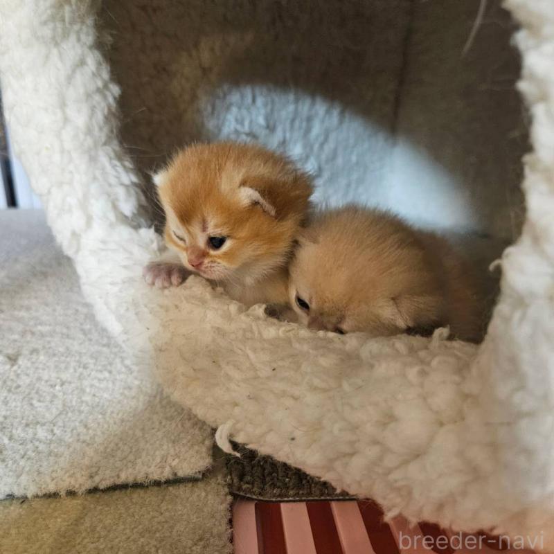 販売中の三重県のブリティッシュショートヘア-139648