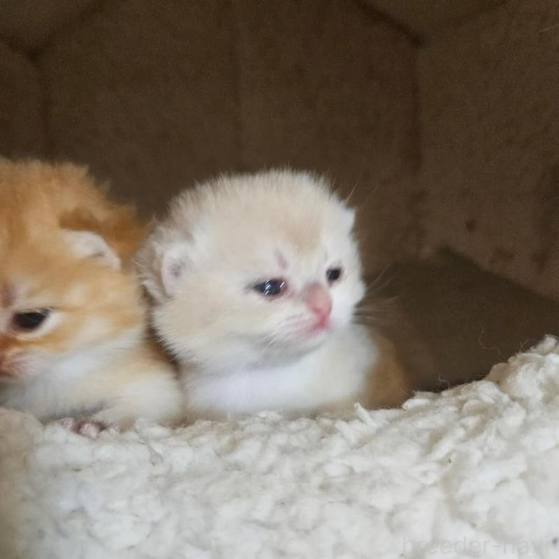 販売中の三重県のブリティッシュショートヘア-139650