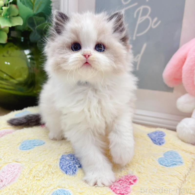 販売中の兵庫県のラグドール-140013の5枚目