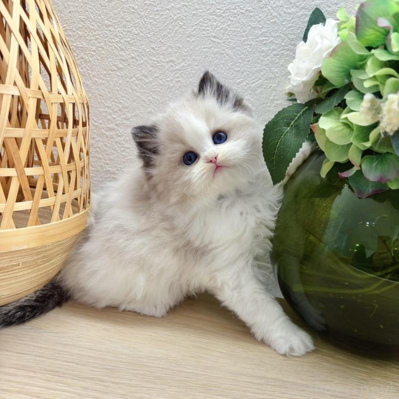 販売中の兵庫県のラグドール-140013の4枚目