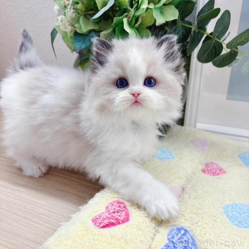 販売中の兵庫県のラグドール-140013の3枚目