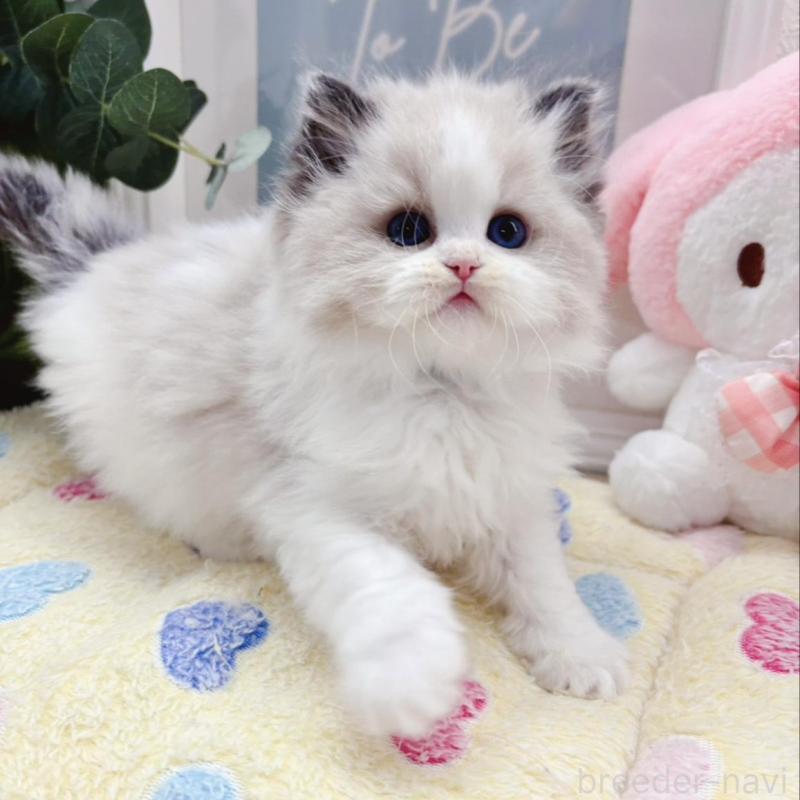 販売中の兵庫県のラグドール-140013の2枚目