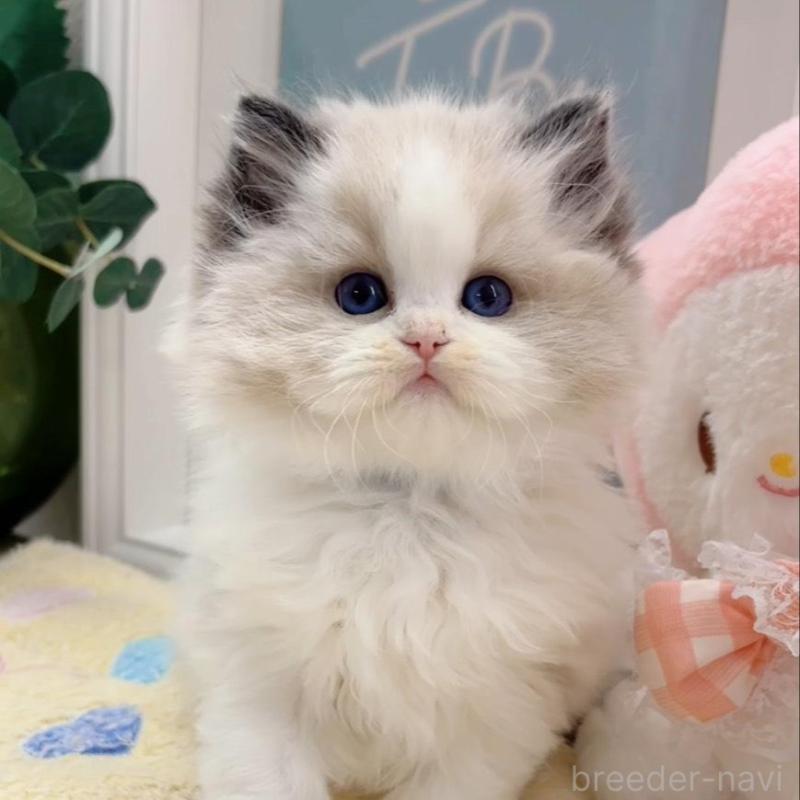 販売中の兵庫県のラグドール-140013の1枚目