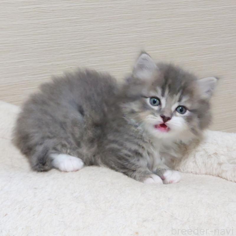 販売中の埼玉県のミヌエット(短足)-139933