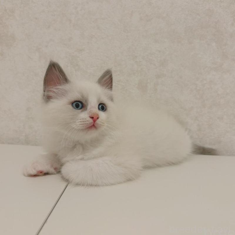 販売中の石川県のラグドール-140014の3枚目