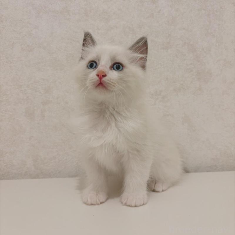 販売中の石川県のラグドール-140014の1枚目