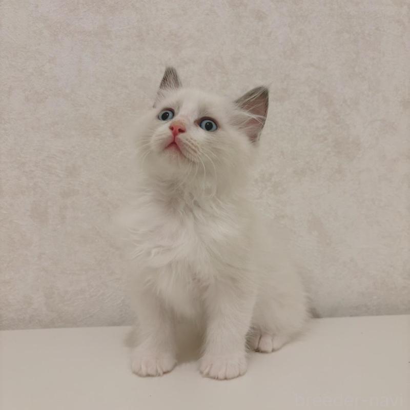 販売中の石川県のラグドール-140014の2枚目