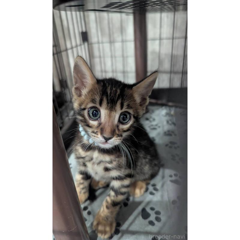 販売中の静岡県のベンガル-140015の8枚目