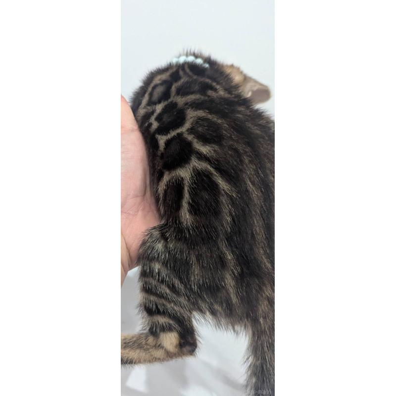 販売中の静岡県のベンガル-140015の7枚目