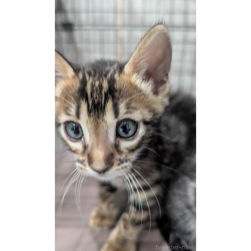 販売中の静岡県のベンガル-140015の6枚目