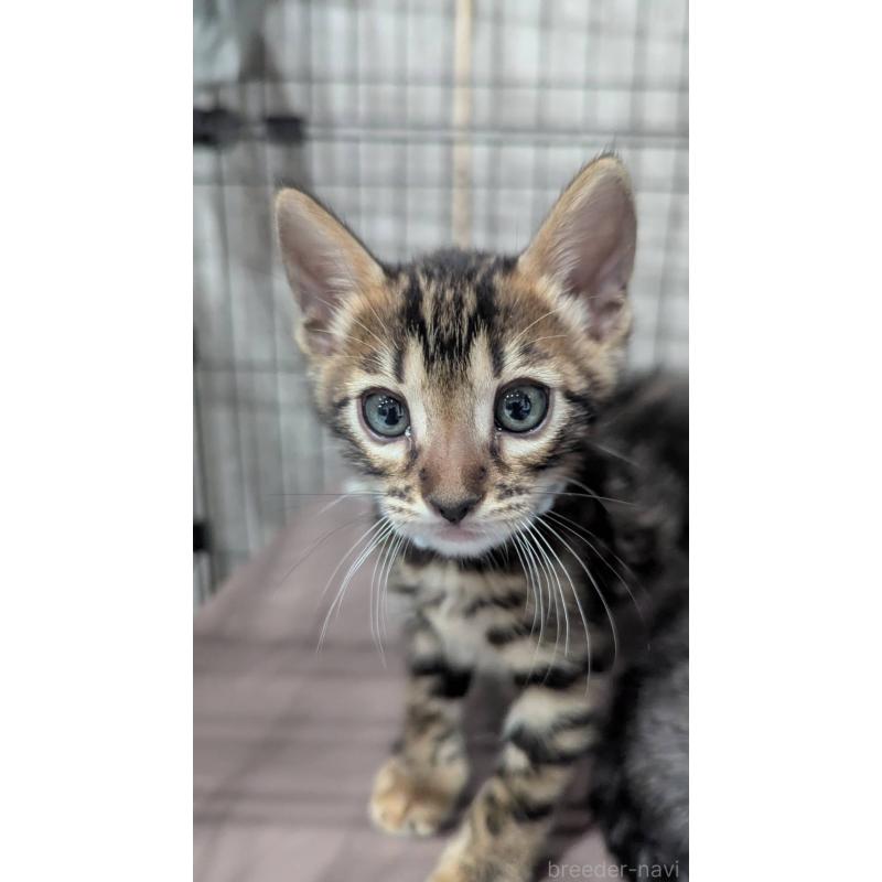 販売中の静岡県のベンガル-140015の5枚目