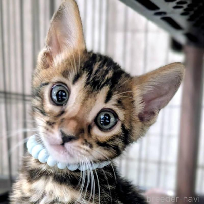 販売中の静岡県のベンガル-140015の1枚目