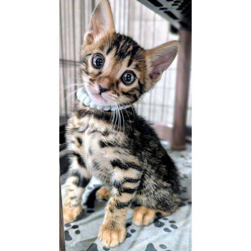 販売中の静岡県のベンガル-140015の4枚目