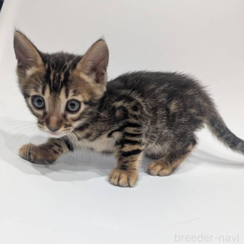 販売中の静岡県のベンガル-140015の3枚目