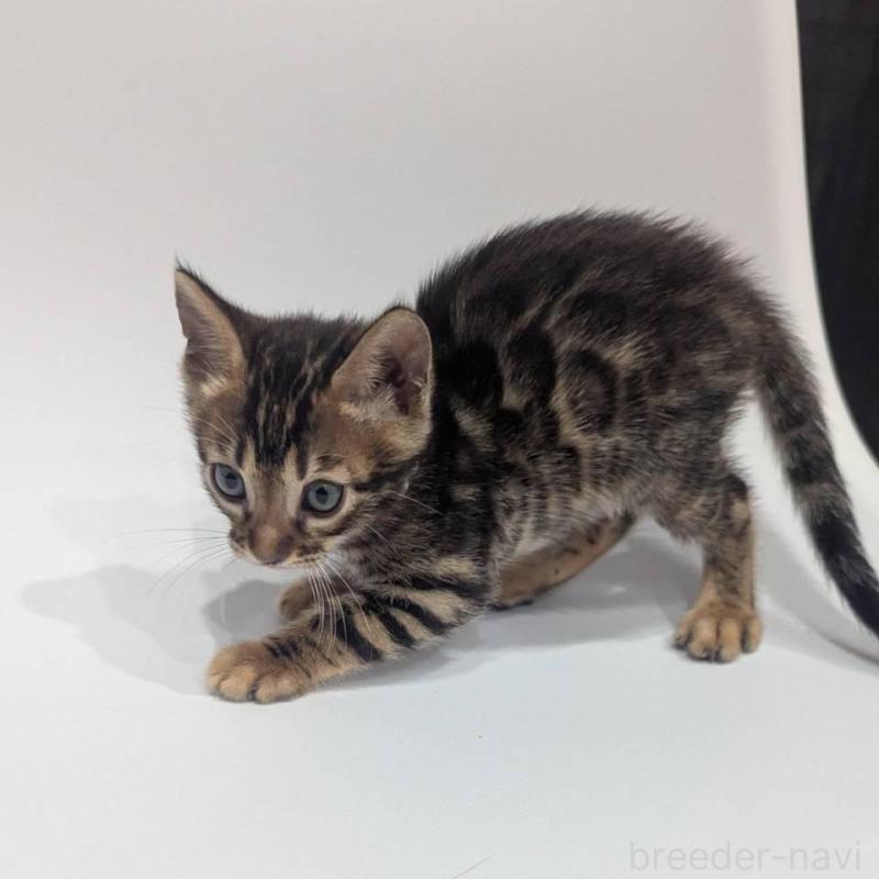 販売中の静岡県のベンガル-140015の2枚目