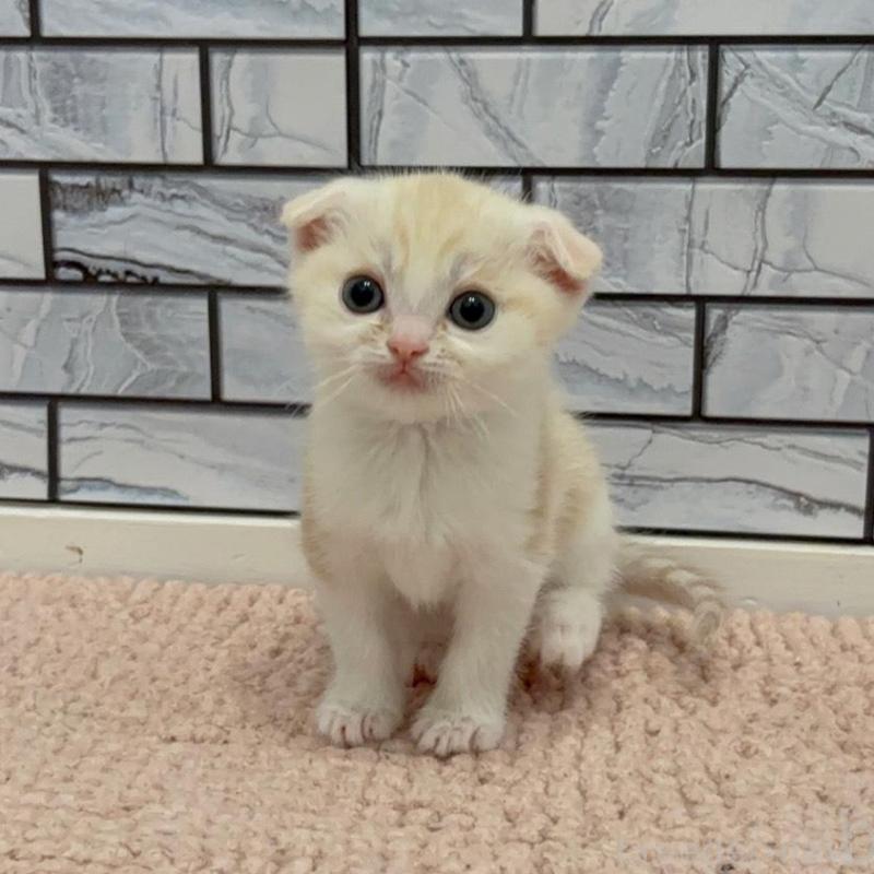 販売中の福岡県のマンチカン-140016の1枚目