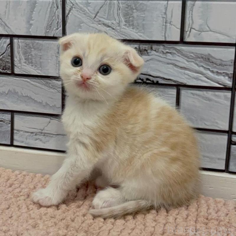 販売中の福岡県のマンチカン-140016の4枚目