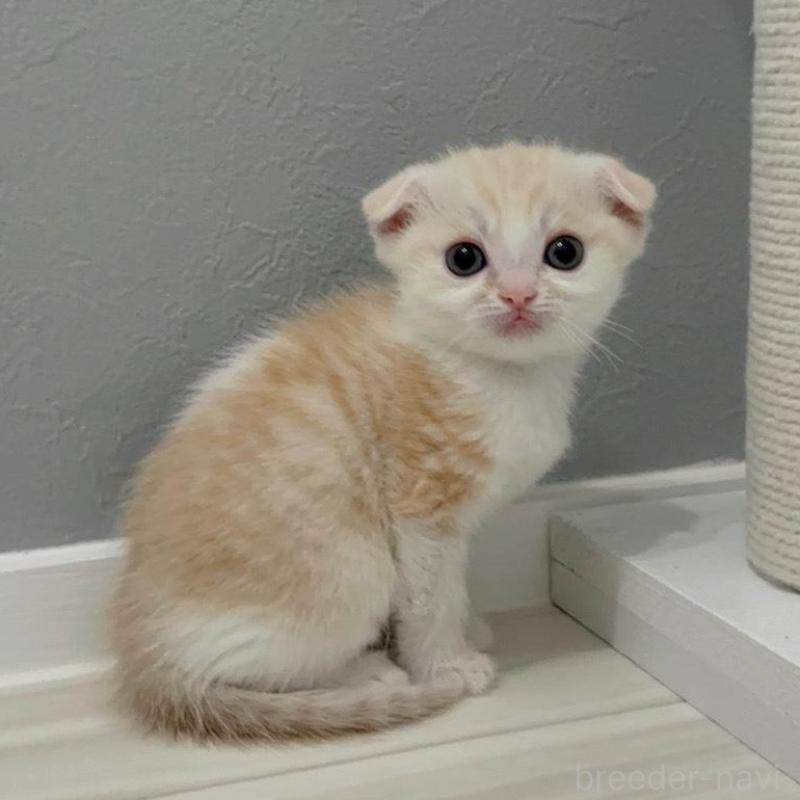 販売中の福岡県のマンチカン-140016の3枚目