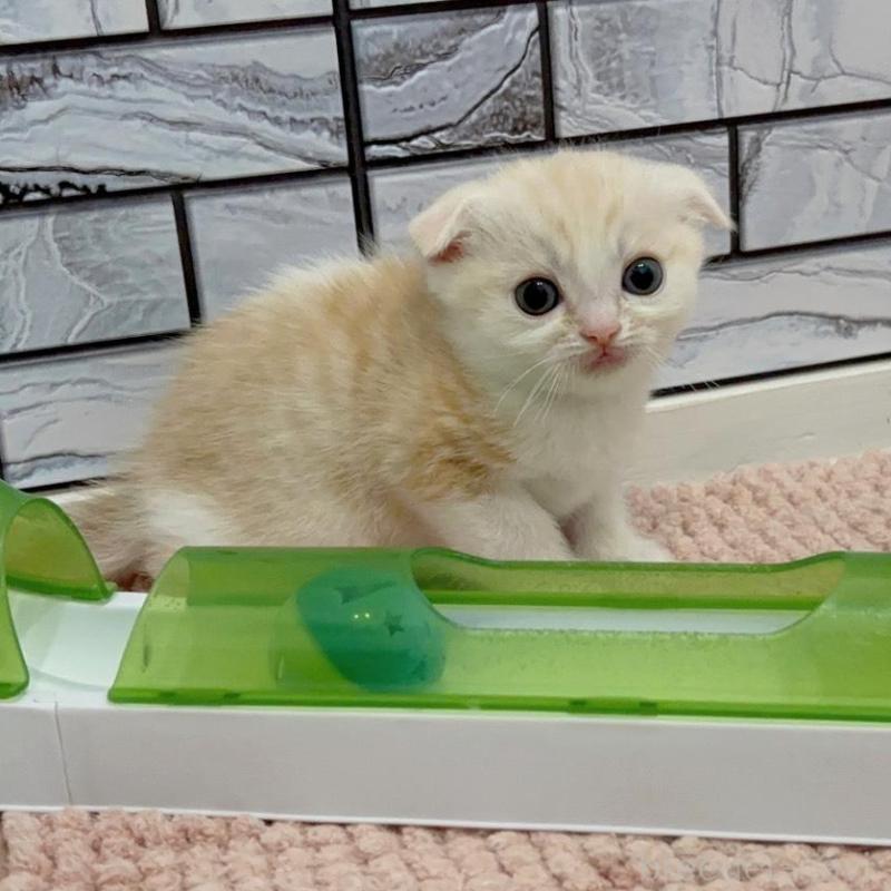 販売中の福岡県のマンチカン-140016の2枚目